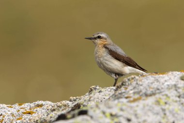 Sabahın ilk ışıklarıyla, üreme bölgelerinde Kuzey hırıltısının dişisi.