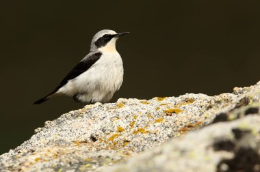 Kuzeyli erkek. Üreme bölgelerinde sabahın ilk ışıklarıyla.