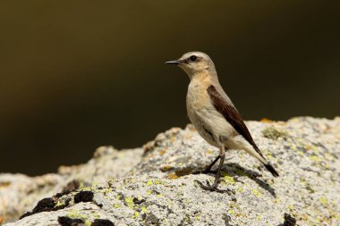 Sabahın ilk ışıklarıyla, üreme bölgelerinde Kuzey hırıltısının dişisi.