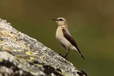 Sabahın ilk ışıklarıyla, üreme bölgelerinde Kuzey hırıltısının dişisi.