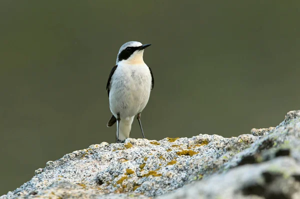 Muž Severního Wheatearu Prvním Ranním Světlem Jejich Rodném Území — Stock fotografie