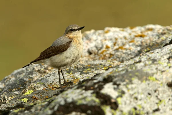 Samice Severního Wheatearu Prvním Ranním Světlem Svém Území — Stock fotografie