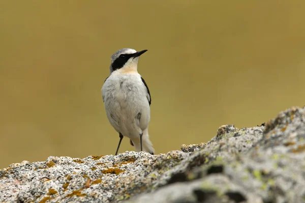 Muž Severního Wheatearu Prvním Ranním Světlem Jejich Rodném Území — Stock fotografie