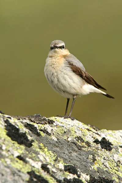 Female Northern Wheatear First Light Morning Breeding Territory — Stock Photo, Image