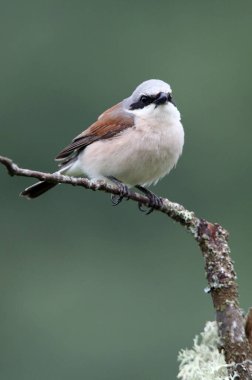 Kırmızı sırtlı örümceğin erkeği Üreme bölgelerinde sabahın ilk ışıklarıyla