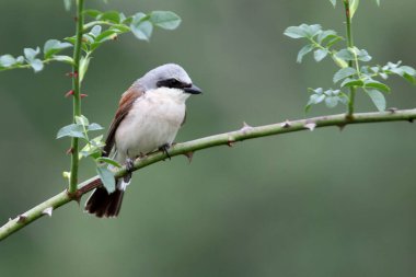 Kırmızı sırtlı örümceğin erkeği Üreme bölgelerinde sabahın ilk ışıklarıyla