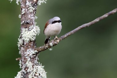 Kırmızı sırtlı örümceğin erkeği Üreme bölgelerinde sabahın ilk ışıklarıyla