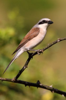 Sabahın ilk ışıklarıyla kırmızı sırtlı ördek adam.