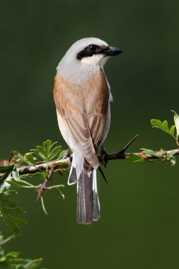 Sabahın ilk ışıklarıyla kırmızı sırtlı ördek adam.