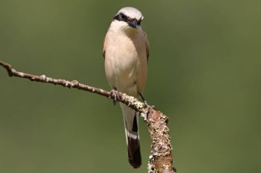 Sabahın ilk ışıklarıyla kırmızı sırtlı ördek adam.