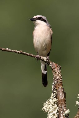 Sabahın ilk ışıklarıyla kırmızı sırtlı ördek adam.