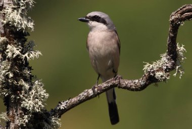 Sabahın ilk ışıklarıyla kırmızı sırtlı ördek adam.