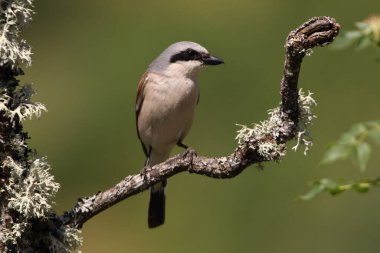 Sabahın ilk ışıklarıyla kırmızı sırtlı ördek adam.