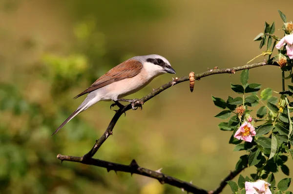 Pie Grièche Dos Rouge Mâle Avec Les Premières Lumières Matin — Photo