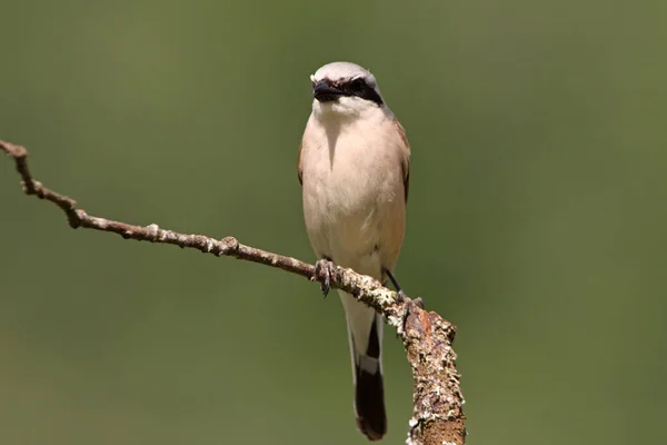 Red Backed Shrike Male First Lights Morning — Stock Photo, Image