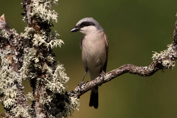 Rödryggad Shrike Hane Med Första Lamporna Morgonen — Stockfoto