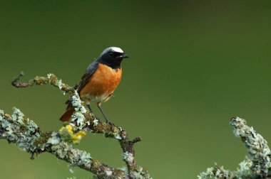 Phoenicurus Phoenicurus adlı yaz tüylü sıradan bir erkek.