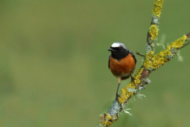 Phoenicurus Phoenicurus adlı yaz tüylü sıradan bir erkek.