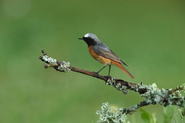 Phoenicurus Phoenicurus adlı yaz tüylü sıradan bir erkek.
