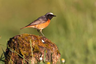 Phoenicurus Phoenicurus adlı yaz tüylü sıradan bir erkek.