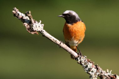 Phoenicurus Phoenicurus adlı yaz tüylü sıradan bir erkek.