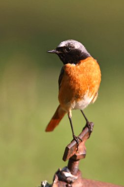 Phoenicurus Phoenicurus adlı yaz tüylü sıradan bir erkek.