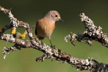Yaz tüylü, Yaygın Kırmızı Başlı Kadın Phoenicurus Phoenicurus