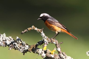 Phoenicurus Phoenicurus adlı yaz tüylü sıradan bir erkek.