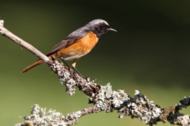 Phoenicurus Phoenicurus adlı yaz tüylü sıradan bir erkek.