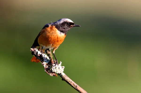 Phoenicurus Phoenicurus Adlı Yaz Tüylü Sıradan Bir Erkek — Stok fotoğraf