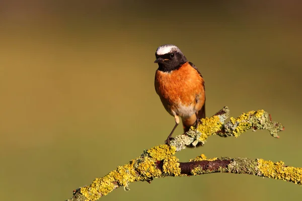 Muž Červeným Startem Letním Peřím Phoenicurus Phoenicurus — Stock fotografie