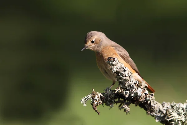 Hembra Enrojecimiento Común Con Plumaje Verano Phoenicurus Phoenicurus — Foto de Stock