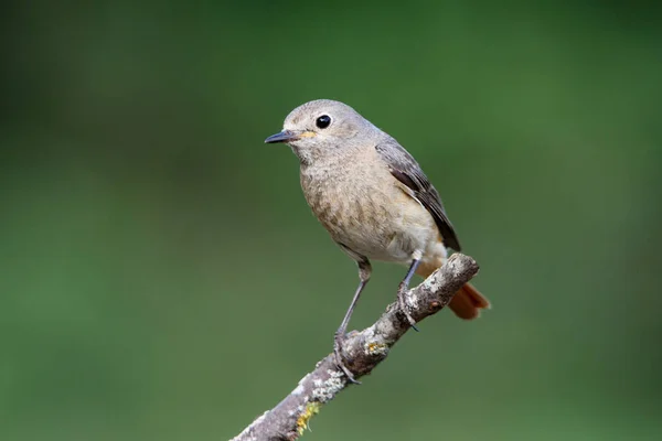 Nyári Tollazatú Közönséges Vöröshajú Nőstény Phoenicurus Phoenicurus — Stock Fotó