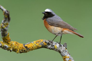 Phoenicurus Phoenicurus adlı yaz tüylü sıradan bir erkek.