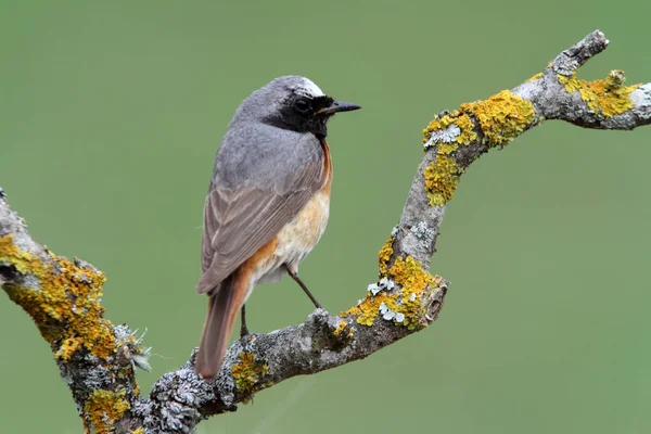 Varón Enrojecimiento Común Con Plumaje Verano Phoenicurus Phoenicurus — Foto de Stock