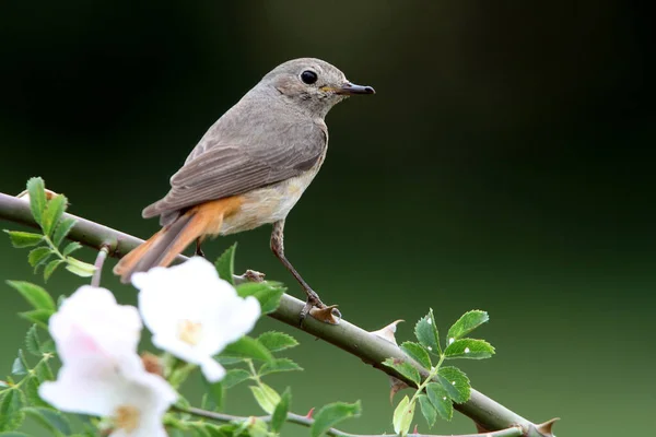 Hembra Enrojecimiento Común Con Plumaje Verano Phoenicurus Phoenicurus — Foto de Stock