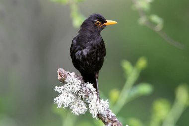 Günün son ışıklarıyla sıradan bir karatavuk erkeği