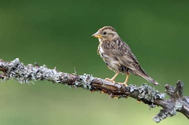 Öğleden sonra son ışıklarıyla Rock Sparrow