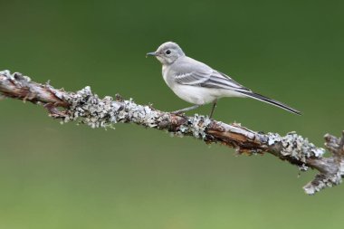 Beyaz kuyruklu, öğleden sonra son ışıklarıyla