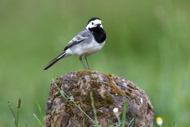 Beyaz kuyruklu, öğleden sonra son ışıklarıyla