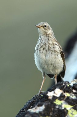 Günün son ışıklarıyla su çukuru