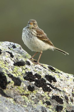 Günün son ışıklarıyla su çukuru