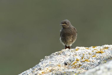 Siyah kırmızılı genç, öğleden sonra son ışıklarıyla