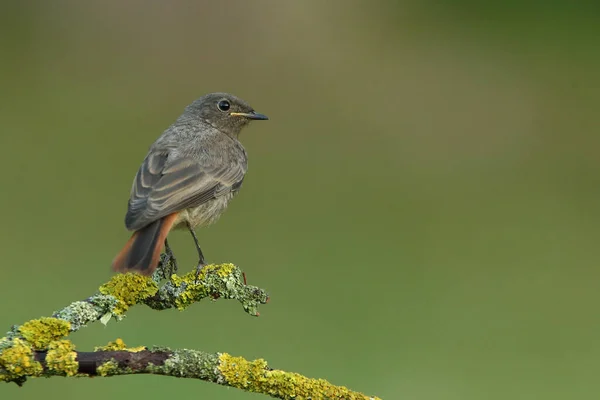 Black Redstart Adul Hembra Con Las Últimas Luces Tarde —  Fotos de Stock