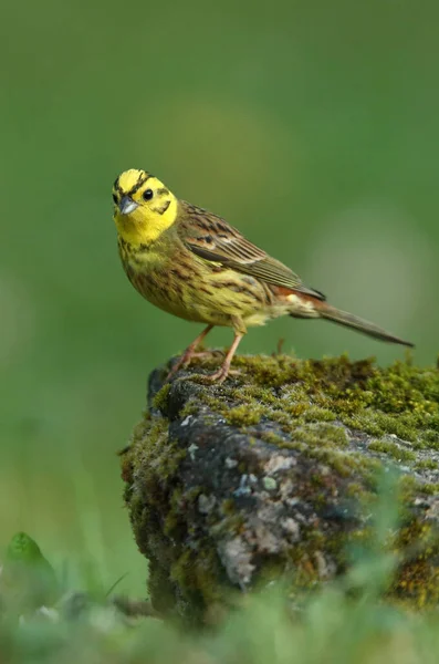 Yellowhammer Männchen Mit Den Letzten Lichtern Des Tages — Stockfoto