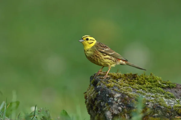 Yellowhammer Macho Con Las Últimas Luces Del Día — Foto de Stock