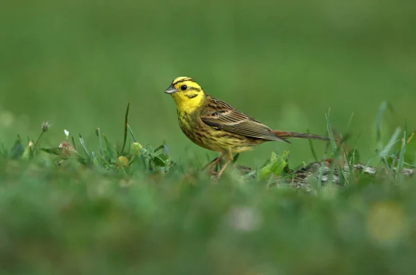 Yellowhammer Männchen Mit Den Letzten Lichtern Des Tages — Stockfoto