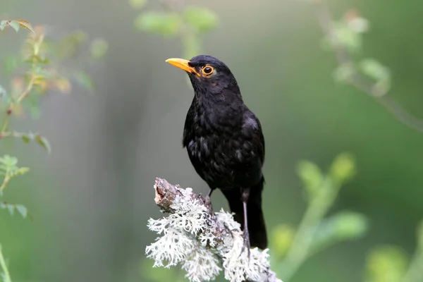 Pájaro Negro Común Macho Con Las Últimas Luces Del Día — Foto de Stock