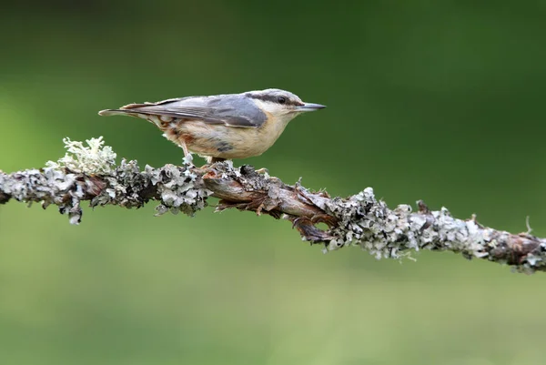 Sittelle Eurasienne Avec Les Dernières Lumières Après Midi — Photo