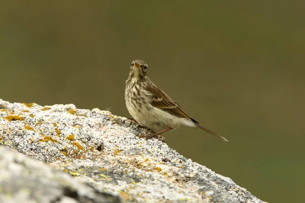 Pipit Água Com Últimas Luzes Dia — Fotografia de Stock